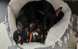 Chihuahua dogs for sale: Chihuahua Puppies - Image 1