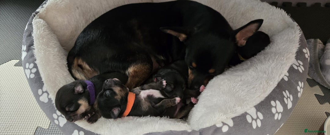 Chihuahua dogs for sale: Chihuahua Puppies - Image 1