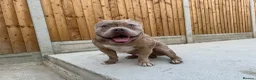 American Bully dogs for sale: American pocket bully puppies for sale 🐾 - Advert 1