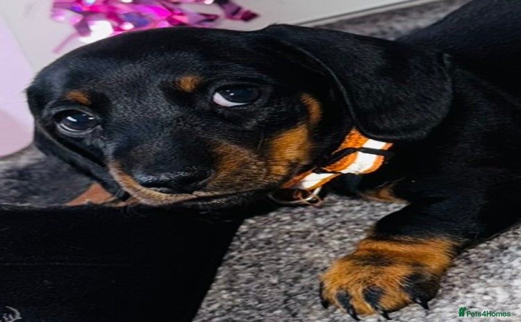 Miniature Dachshund dogs - Advert 3