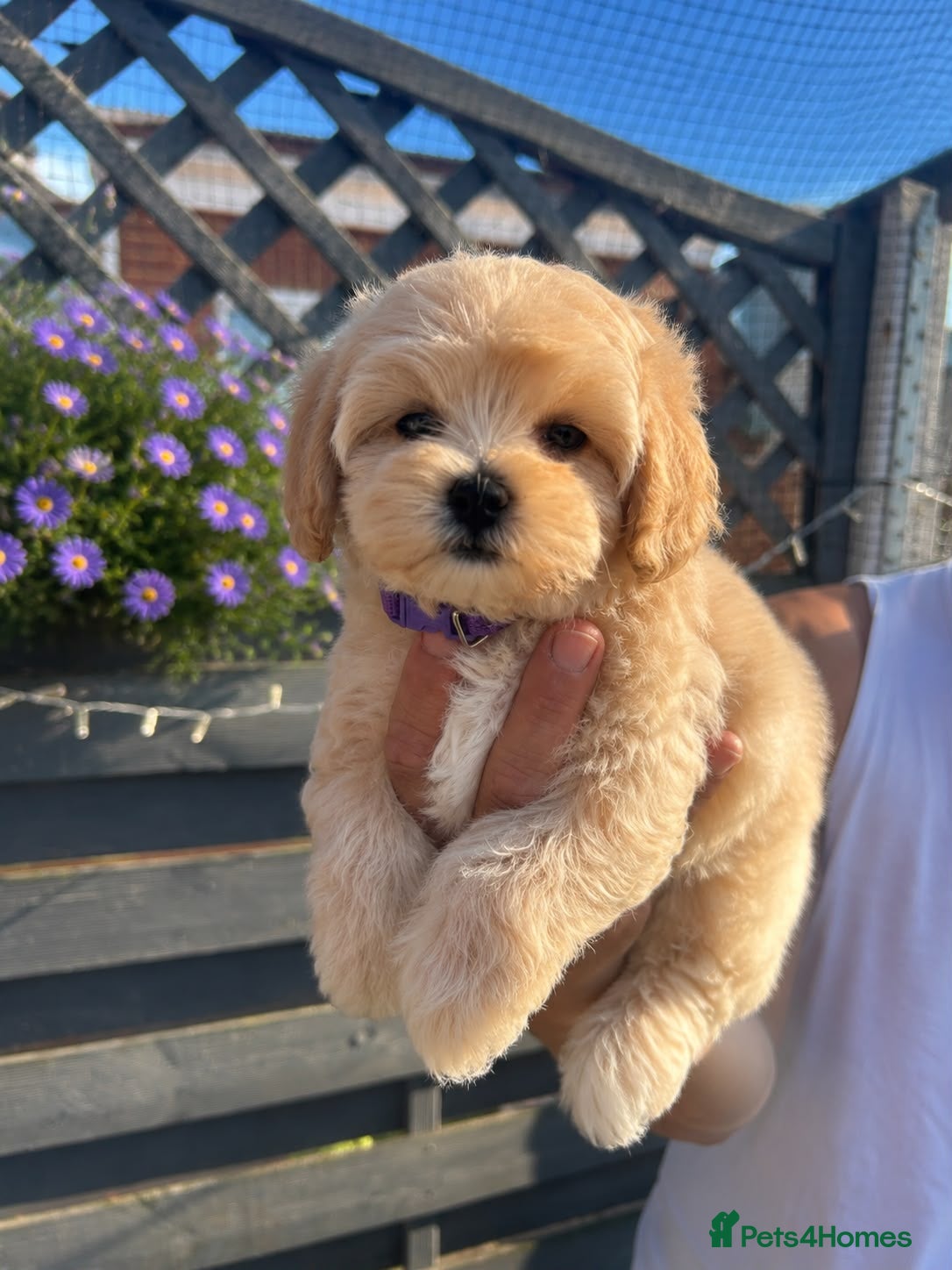 Maltipoo dogs for sale: ⭐Tiny Maltipoo Puppies |Maltese x Asian Toy Poodle - Advert 1