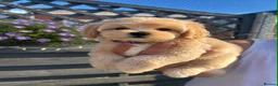Maltipoo dogs for sale: ⭐Tiny Maltipoo Puppies |Maltese x Asian Toy Poodle - Advert 1