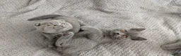 Scottish Fold cats for sale: Beautiful kittens looking for a home 🏡😻 - Advert 27