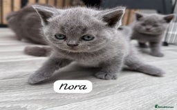 British Shorthair cats for sale: Beautiful Blue British shorthair kittens for sale - Image 7