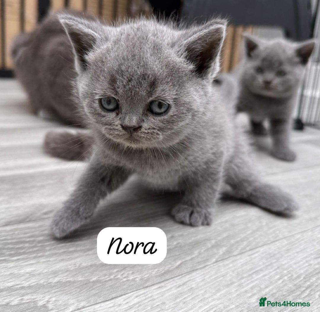 British Shorthair cats for sale: Beautiful Blue British shorthair kittens for sale - Image 7