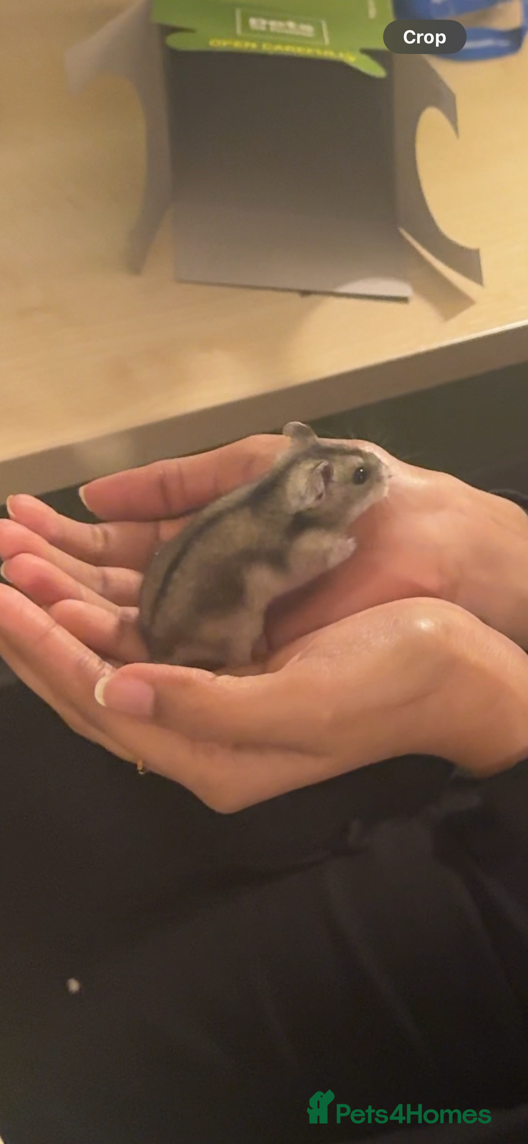 Hamster rodents for sale: Female Russian dwarf hamster looking for a newhome - Image 5