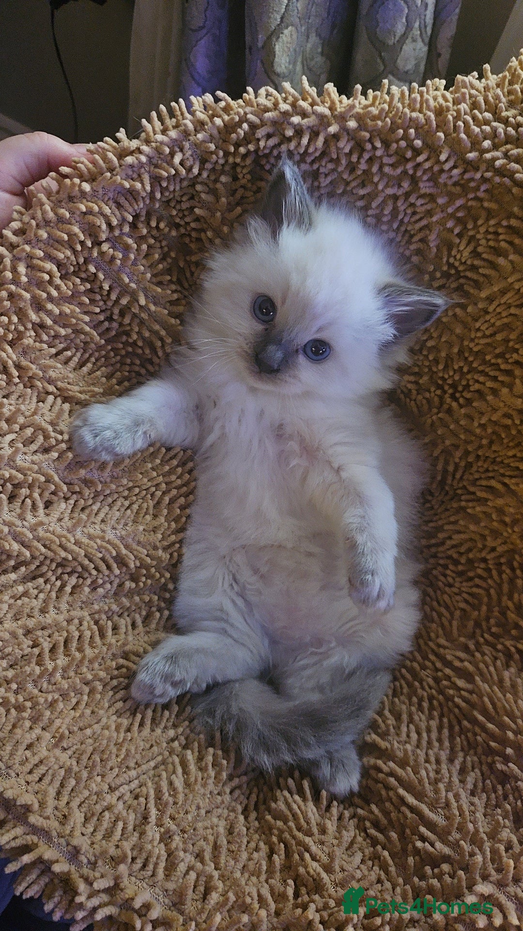 Ragdoll cats for sale: Ragdoll kittens for sale 💞 - Advert 7