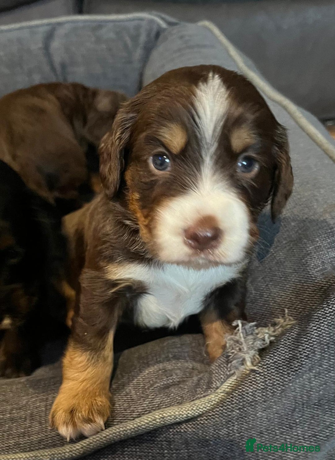 Cocker Spaniel dogs for sale: Extensively Health tested cocker spaniels Puppies  - Advert 8