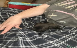 Jack Russell dogs for sale: Beautiful Jack Russell Pups 1 boy/ 1 girl  - Image 22