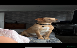 Goldador dogs for sale: 2 beautiful golden retriever cross Lab puppies - Image 4