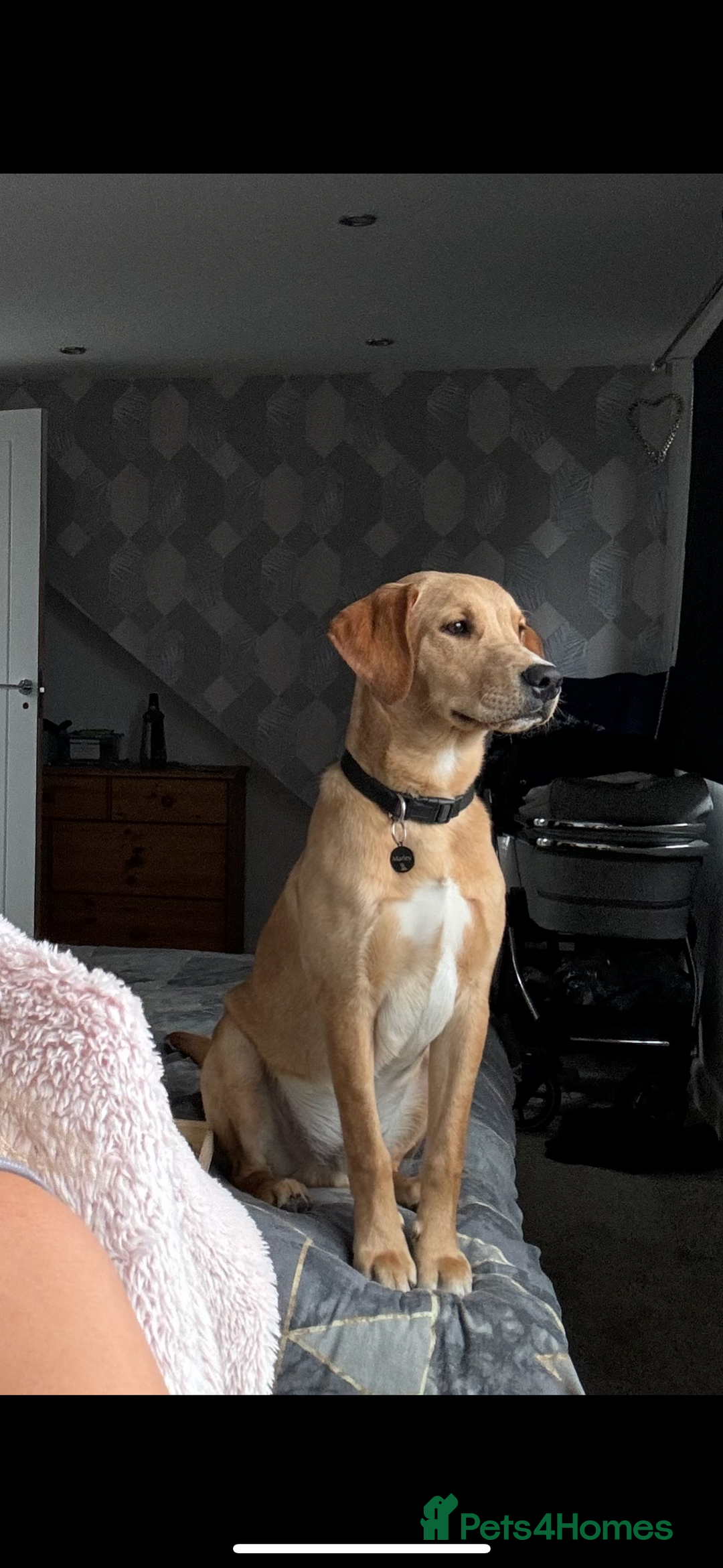 Goldador dogs for sale: 2 beautiful golden retriever cross Lab puppies - Image 4
