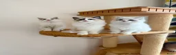Ragdoll cats for sale: Adorable Ragdoll Kittens - 12 Weeks, Ready Now - Advert 3