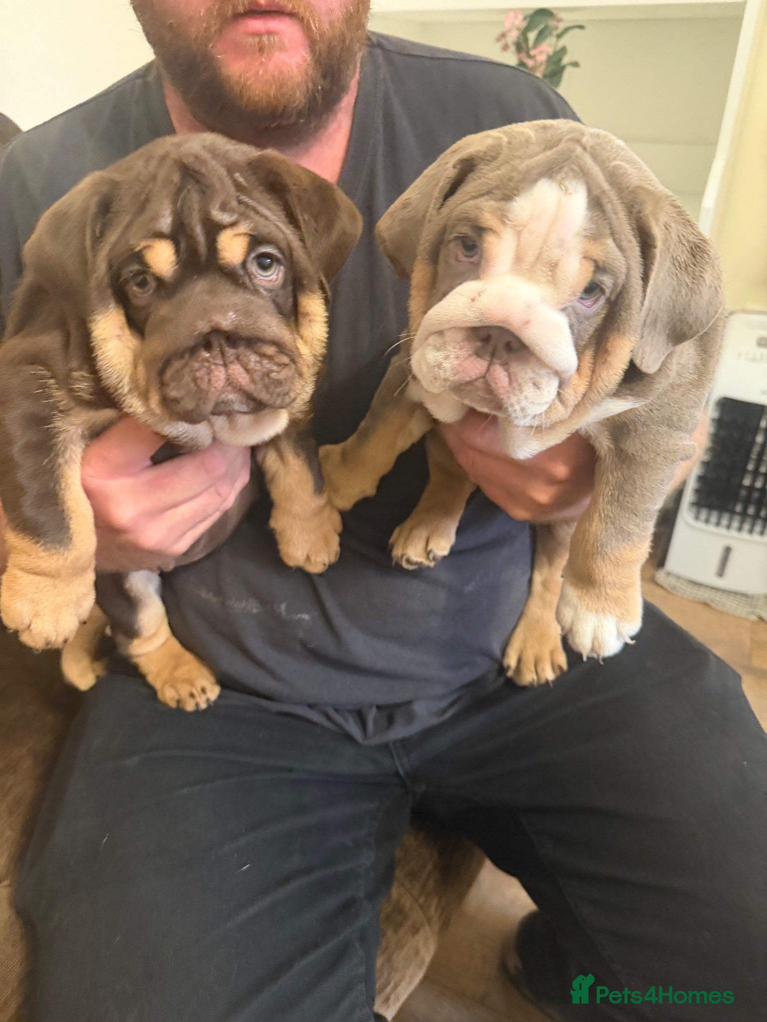 English Bulldog dogs 🐾 Last two females english Bulldog pups 🐾 - Advert 4