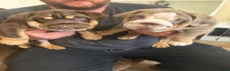 English Bulldog dogs for sale: 🐾 two females english Bulldog pups 🐾 - Advert 9