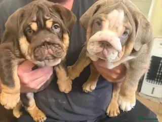 English Bulldog dogs 🐾 Last two females english Bulldog pups 🐾 - Advert 4