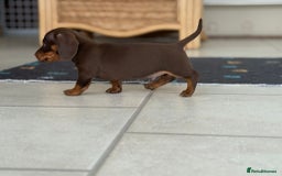 Dachshund dogs for sale: Miniature Daschund  - Image 5