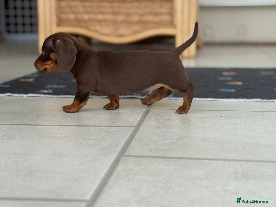 Dachshund dogs for sale: Miniature Daschund  - Image 5