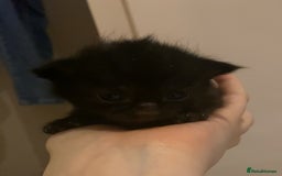 Mixed Breed cats for sale: Playful kittens for sale  - Image 10