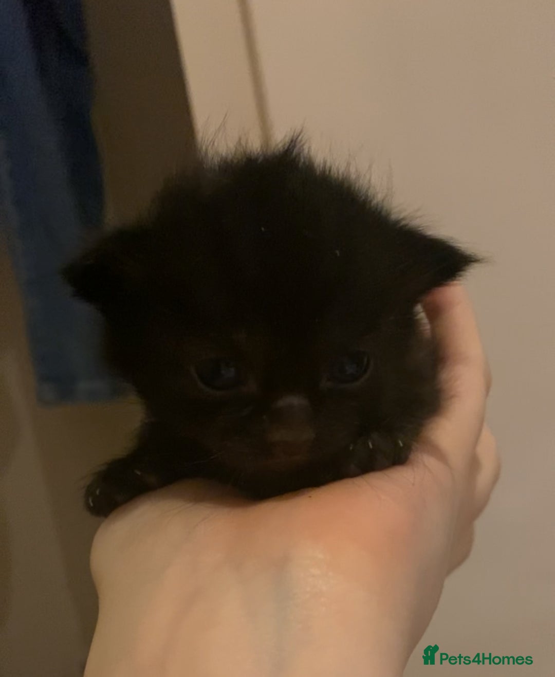 Mixed Breed cats for sale: Playful kittens for sale  - Image 10