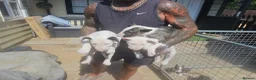 English Bull Terrier dogs for sale: English bullterrier pups for sale - Advert 14