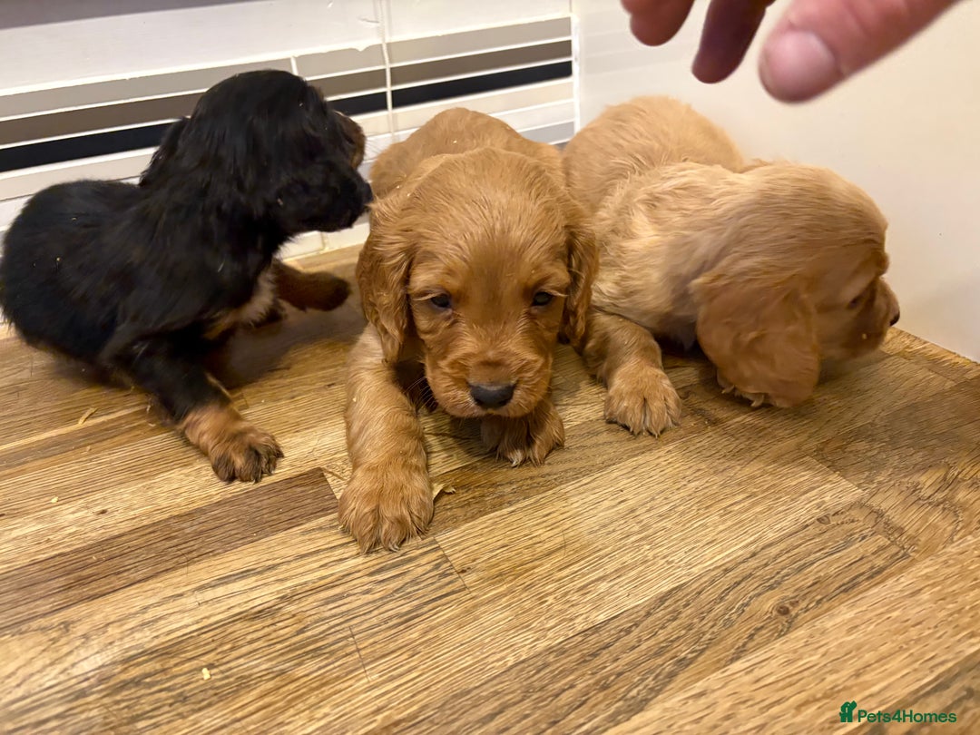 Cocker Spaniel dogs for sale: Working Cocker Spaniel pups - Advert 6