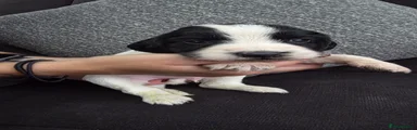 Sprocker 4