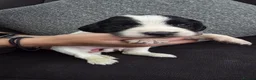 Sprocker dogs for sale: 4th gen Sprocker puppies  - Advert 6