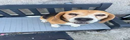 Beagle dogs for sale: KC Reg Pure Bred Male Tri coloured beagle - Advert 2