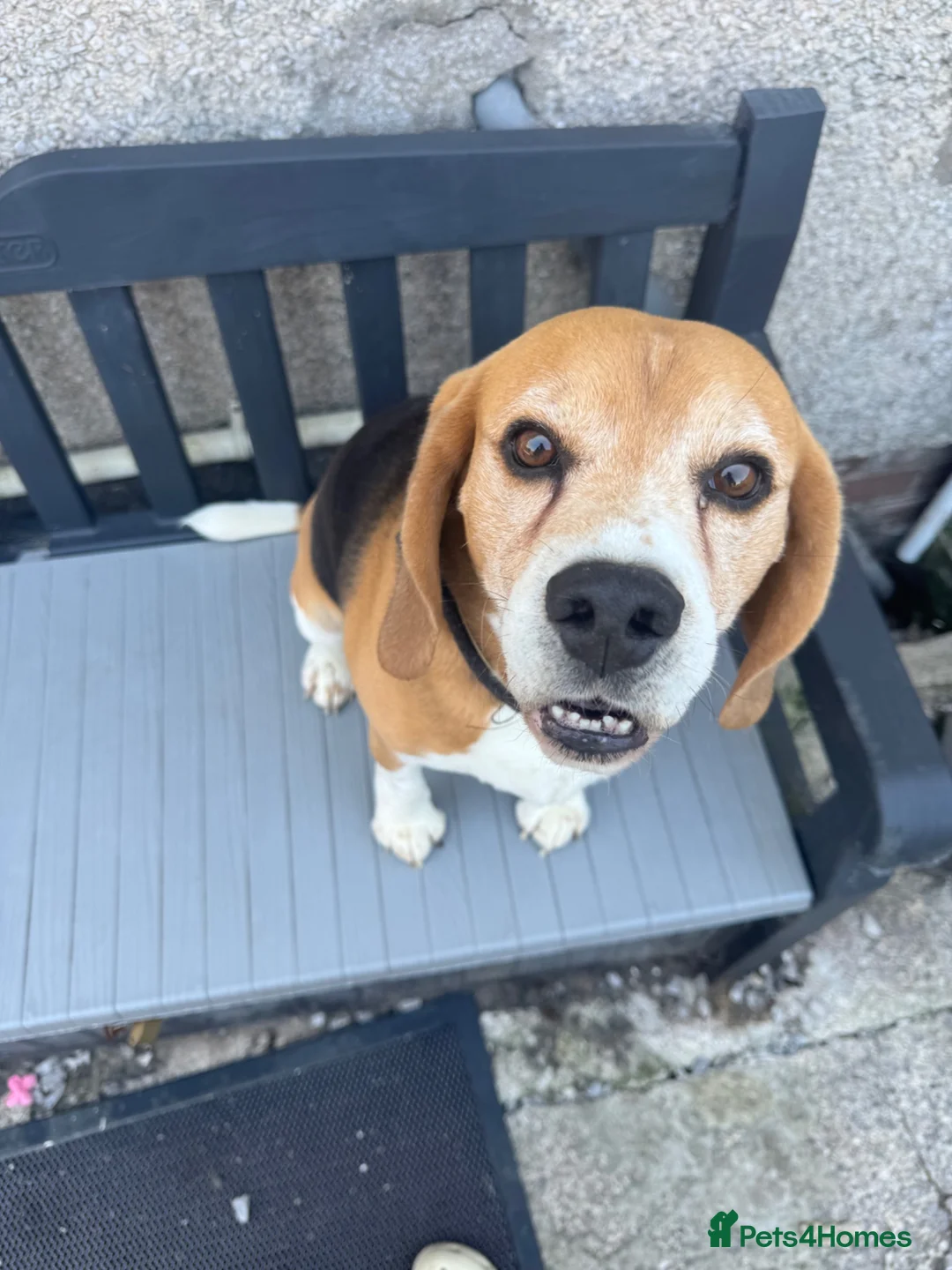 Beagle dogs for sale: KC Reg Pure Bred Male Tri coloured beagle - Advert 2