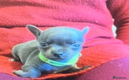Chihuahua dogs for sale: Chihuahua teacups - Image 14