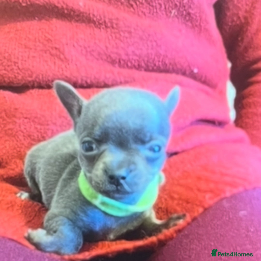 Chihuahua dogs for sale: Chihuahua teacups - Image 14