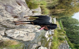Rottweiler dogs for stud: Rocco - Image 2