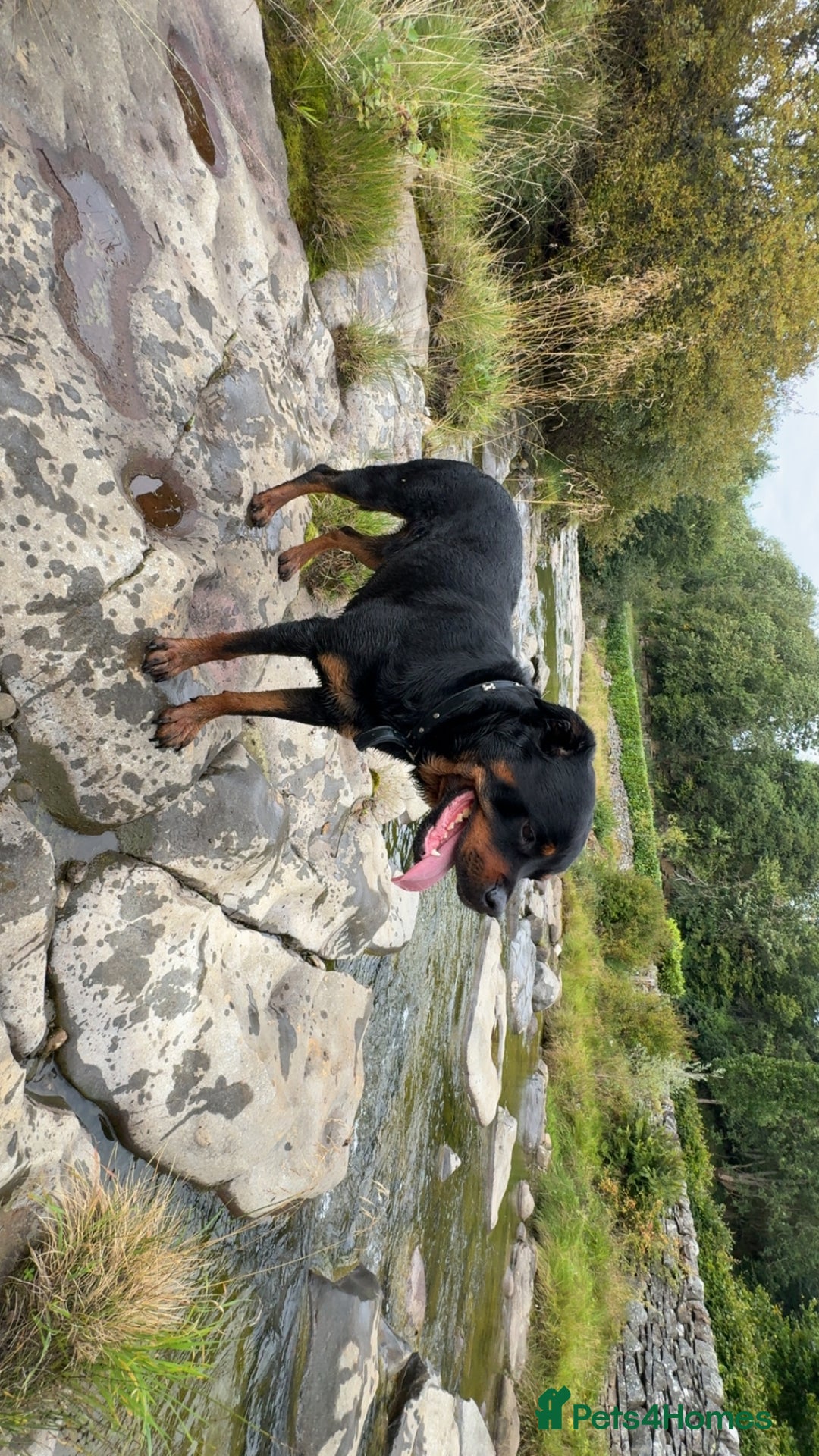 Rottweiler dogs for stud: Rocco - Image 2