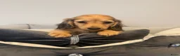Miniature Dachshund dogs for sale: READY NOW Kc reg boys & girls - Advert 7