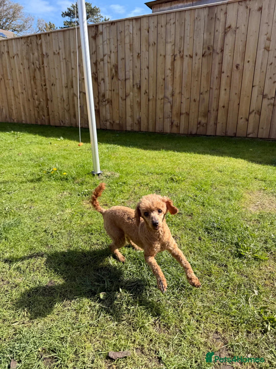 Toy Poodle dogs for sale: Girl Toy Poodle  - Advert 5