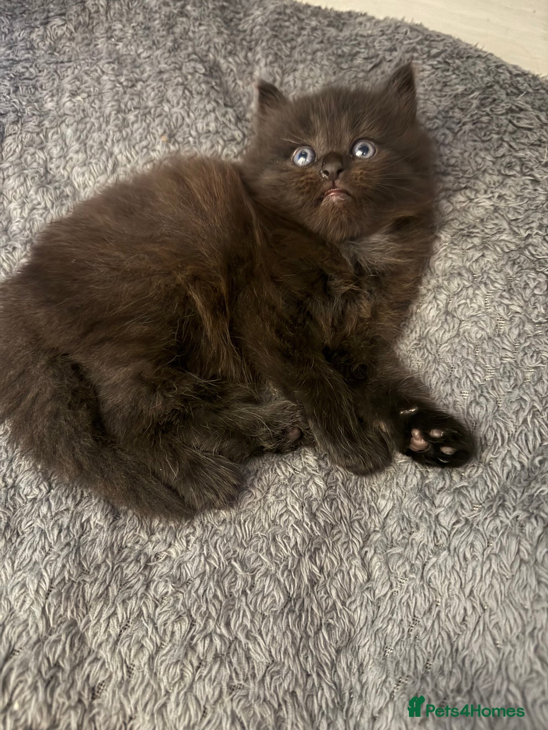 Mixed Breed cats for sale: 3 beautiful Norwegian forest x kittens boy SOLD!! - Image 4