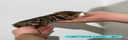 Bengal cats for sale: Luxury 5-Generation-Pedigree Bengal Kittens - Advert 3