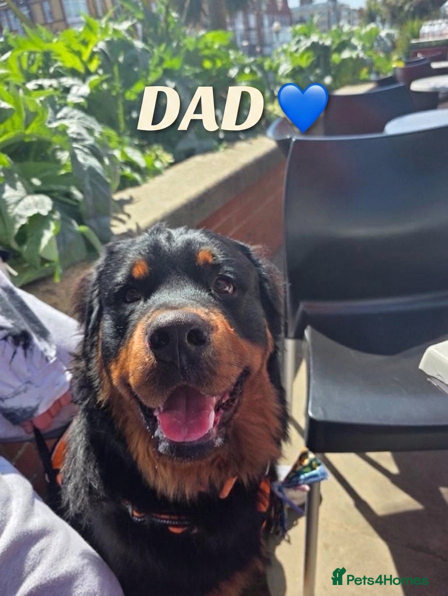 Rottweiler dogs 🐾Fluffy Rottweiler Puppies – From Murphy & Kyra🐾 - Advert 2