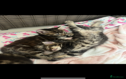 Mixed Breed cats for sale: 5 Adorable Mixed Breed Kittens - Image 16