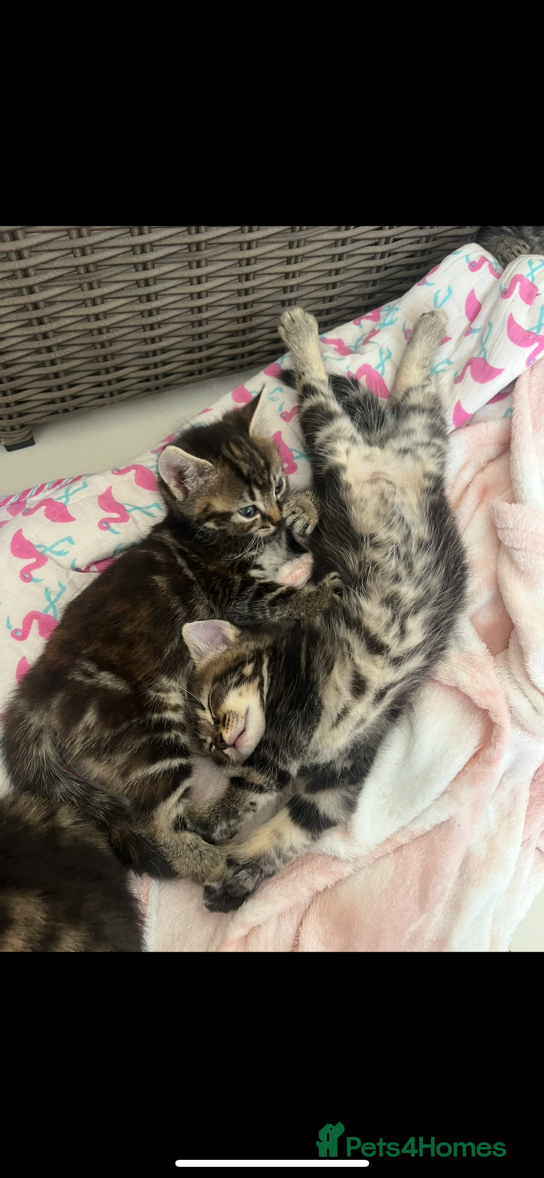 Mixed Breed cats for sale: 5 Adorable Mixed Breed Kittens - Image 16