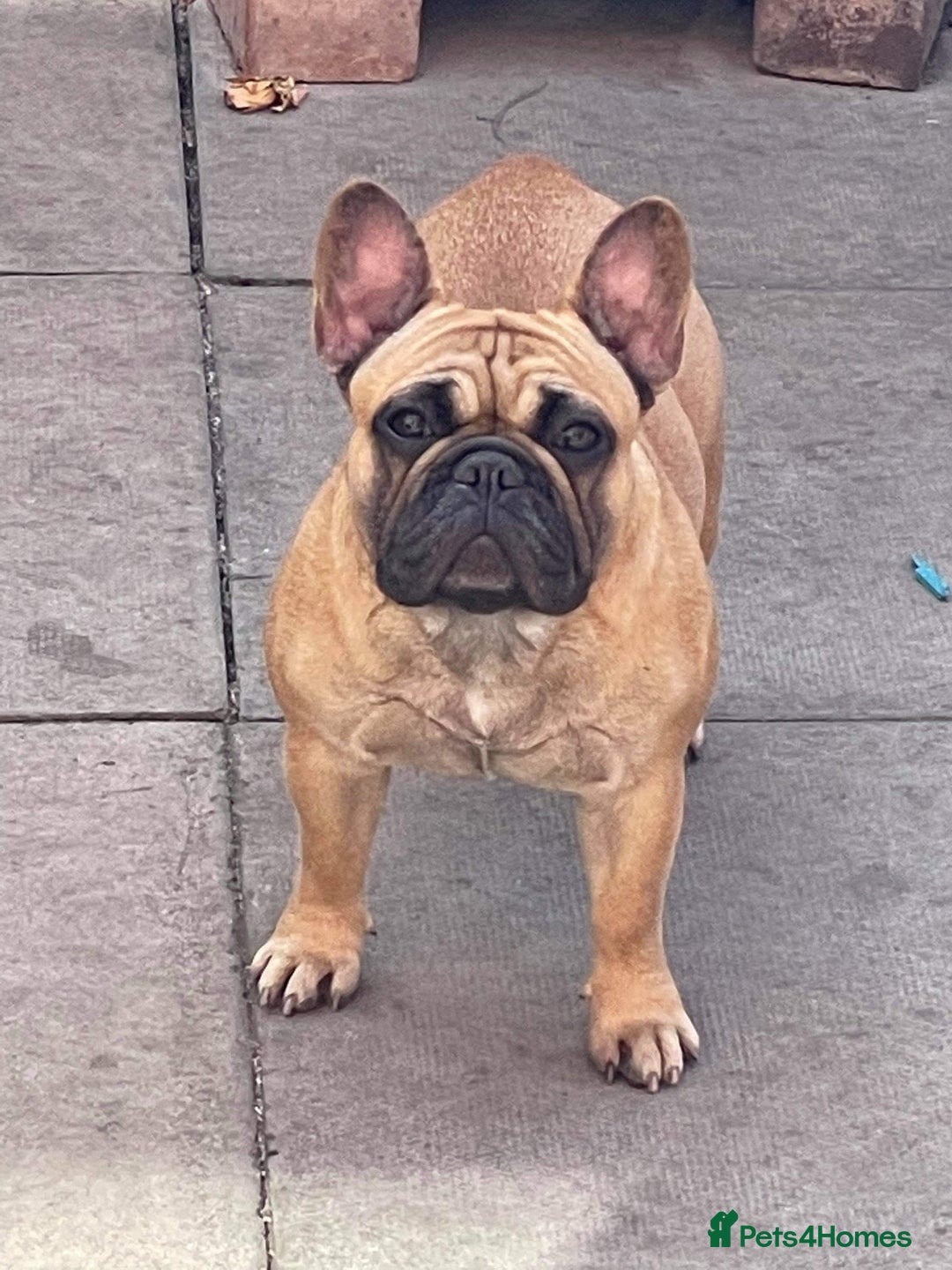 French Bulldog dogs for sale: FRENCH BULLDOG 🐶 - Advert 29