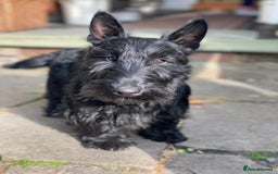 Scottish Terrier dogs for sale: Scottish terrier puppies - Advert 4