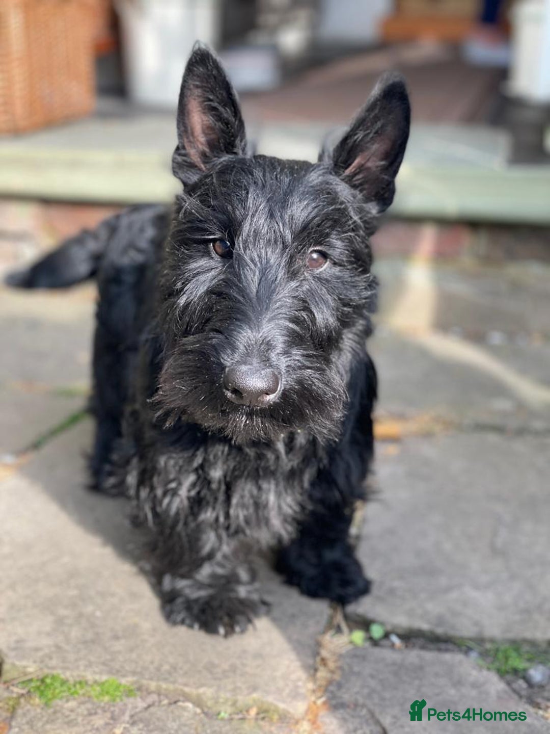 Scottish Terrier dogs for sale: Scottish terrier puppies - Advert 4