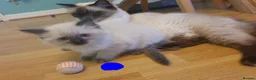 Ragdoll cats for sale: 4 x Fluffy Ragdoll Chocolate Sealpoint kittens - Advert 30