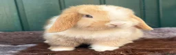 Mini Lop rabbits for sale: Mini Lops - Advert 3
