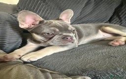 Dachshund dogs for sale: READ AD -Miniature daschund and Isabella Frenchie  - Image 4