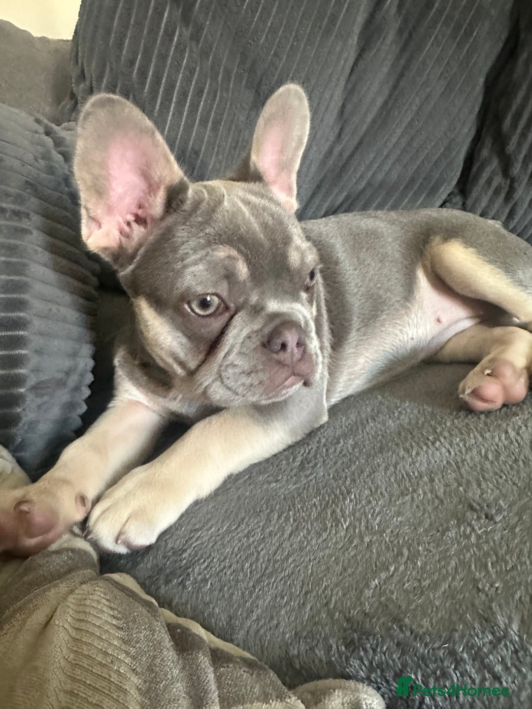 Dachshund dogs for sale: READ AD -Miniature daschund and Isabella Frenchie  - Image 4