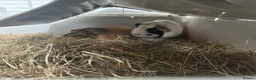 Guinea Pig rodents for sale: 2x Female Guinea Pigs in Leyland - Advert 7