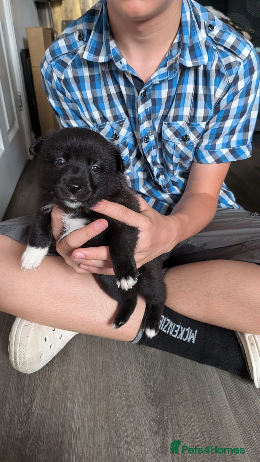 Mixed Breed dogs for sale: Pollies  - Advert 1