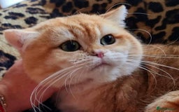 British Shorthair cats for sale: Champion Bloodlines BSH kittens  - Image 36